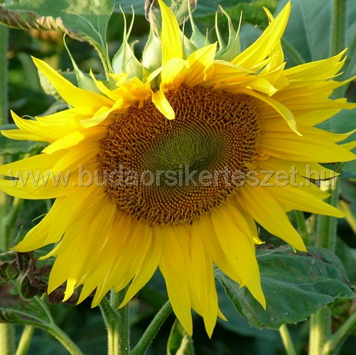 Helianthus annuus - Dísznapraforgó