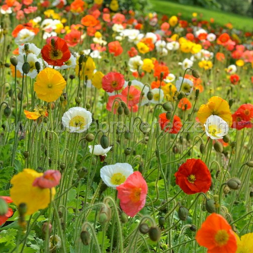 Papaver nudicaule - izlandi mák