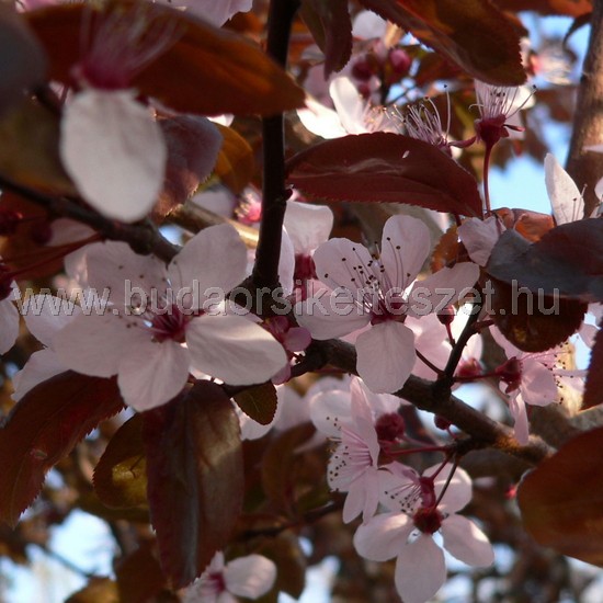 Prunus cerasifera 'Nigra' - Vérszilva
