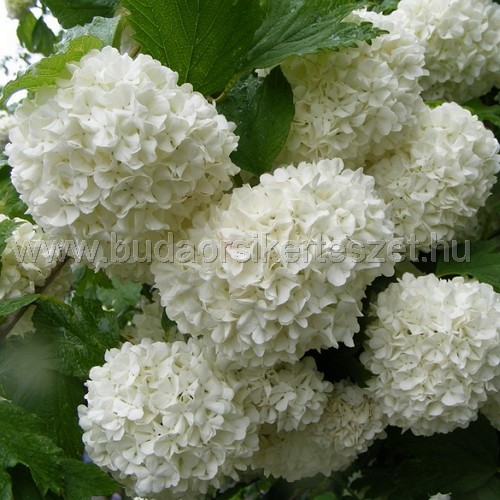 Viburnum opulus 'Roseum' - Labdarózsa