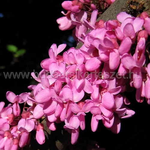 Cercis siliquastrum - Júdásfa