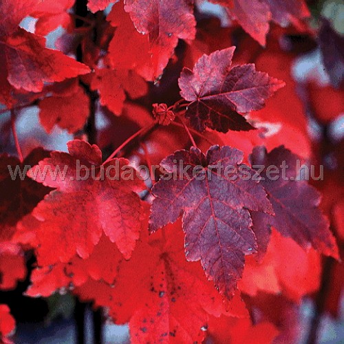 Acer palmatum 'October Glory' - Japán juhar