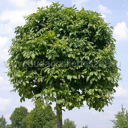 Fraxinus excelsior 'Nana' - Gömb kőris
