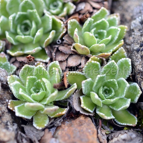 Saxifraga paniculata - Fürtös kőtörőfű