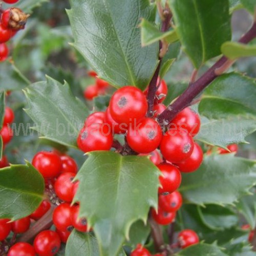 Ilex meserveae 'Blue Princess' - Magyal