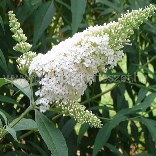 Buddleia davidii - Nyári orgona, fehér virágú