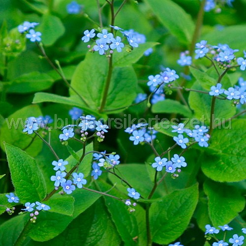 Brunnera macrophylla - Kaukázusi nefelejcs