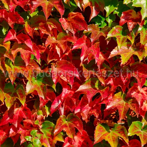 Parthenocissus tricuspidata 'Veitchii' - Japán vadszőlő