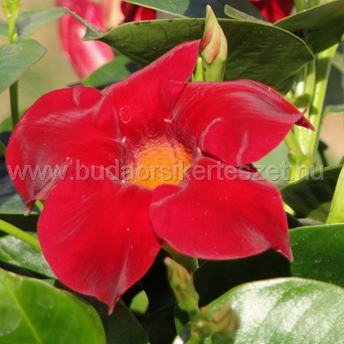 Mandevilla splendens - Sundaville, Brazil jázmin