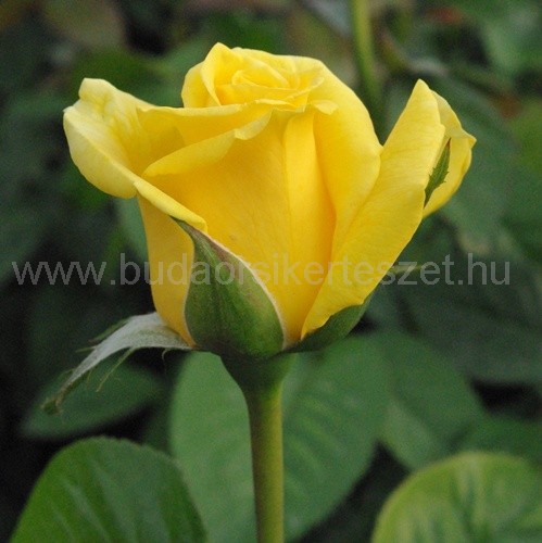 Rózsa 'Golden Delight'