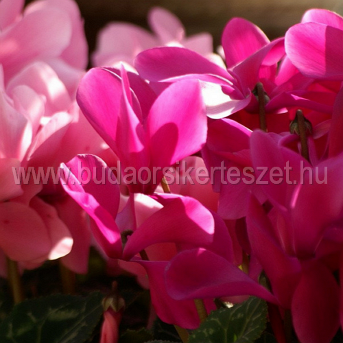 Cyclamen persicum - szobai Ciklámen