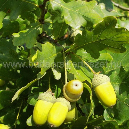 Quercus robur - Kocsányos tölgy