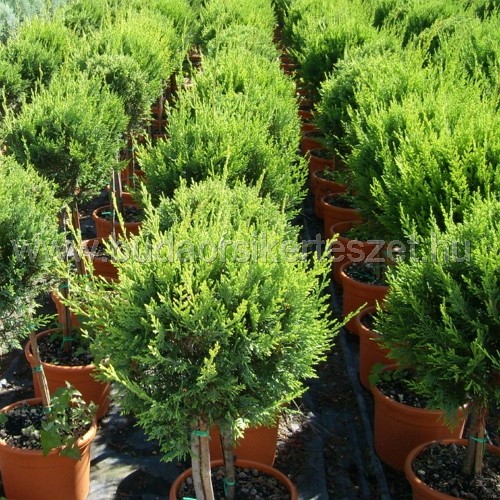 x Cupressocyparis leylandii 'Castlewellan Gold' - Leyland ciprus - formára nyírt gömb