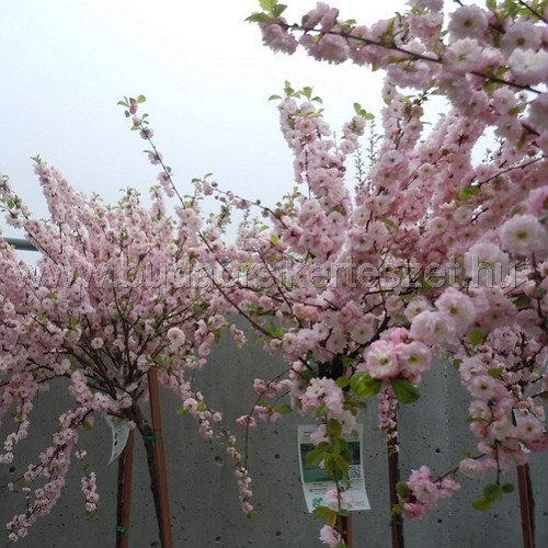 Prunus triloba 'Multiplex' - Teltvirágú babarózsa