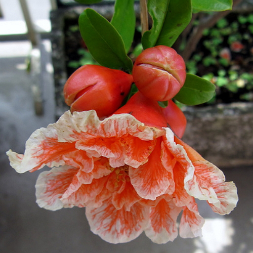 Punica granatum 'Melograno da fiore' - Gránátalma