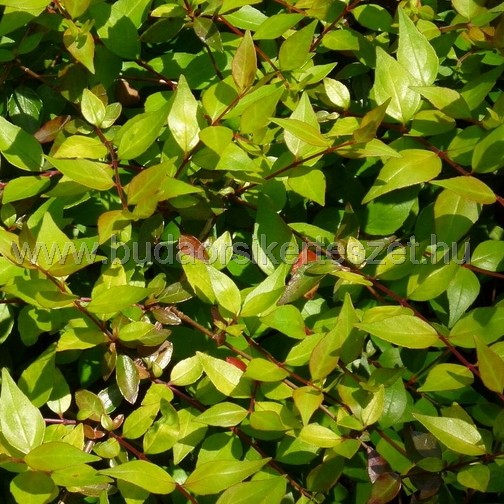 Abelia x grandiflora - nagyvirágú tárnicslonc