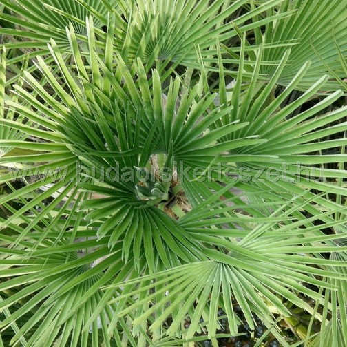 Chamaerops humilis - törpe lószőrpálma