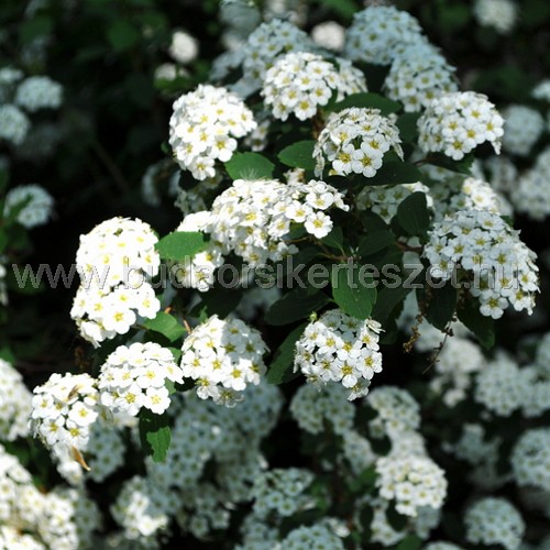 Spiraea japonica sp. - Japán gyöngyvessző