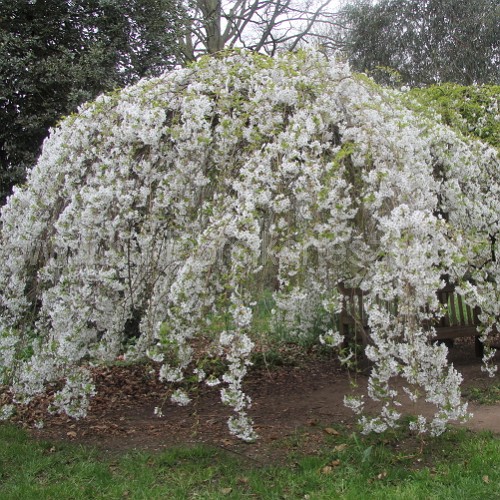 Prunus x yedoensis 'Moerheimii' - Jedói díszcsereszne - csüngő