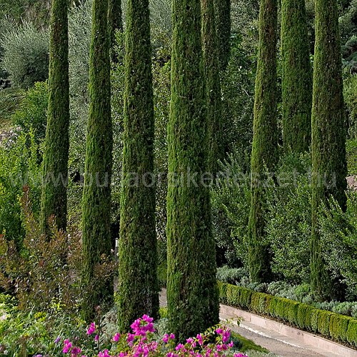 Cupressus sempervirens ’Totem’ - Arizóniai ciprus - oszlopos