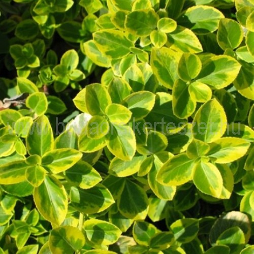Euonymus fortuney 'Canadale Gold' - Kúszó kecskerágó
