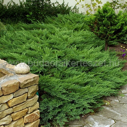 Juniperus sabina 'Tamariscifolia' - Nehézszagú boróka