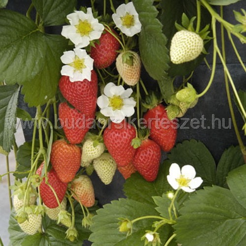 Fragaria vesca - eper