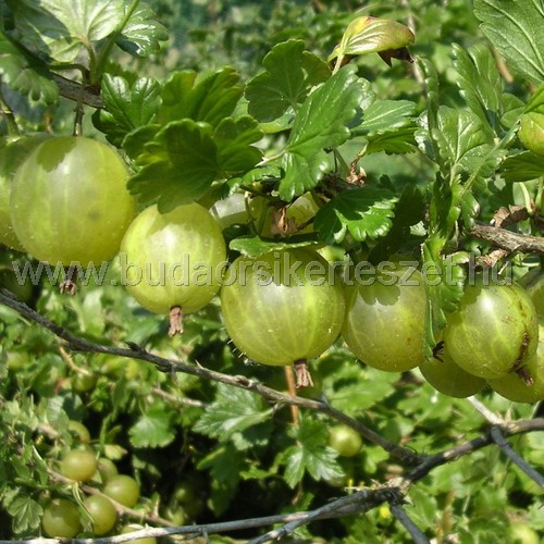 Ribes uva-crispa 'Pallagi Óriás' - egres