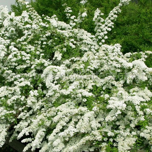 Spiraea x cinerea 'Grefsheim' - Gyöngyvessző
