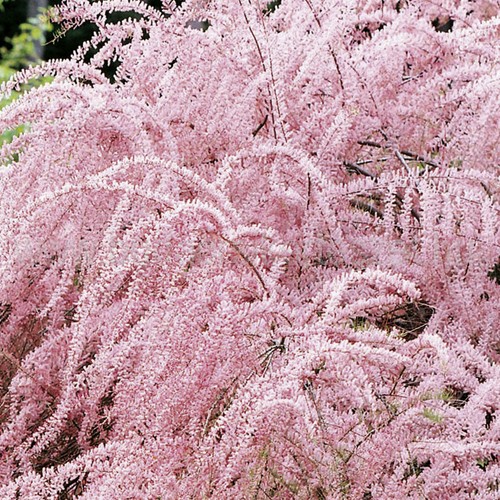 Tamarix tetrandra - Tamariska