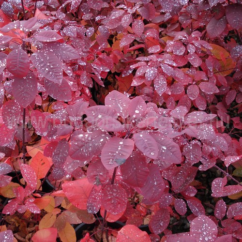 Cotinus coggygria 'Grace' - Cserszömörce