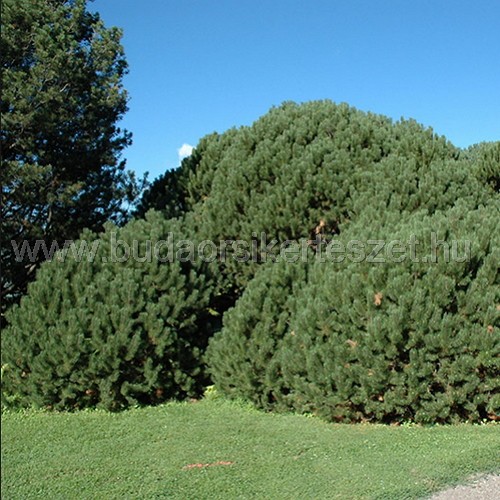 Pinus mugo 'Mughus' - Havasi törpefenyő