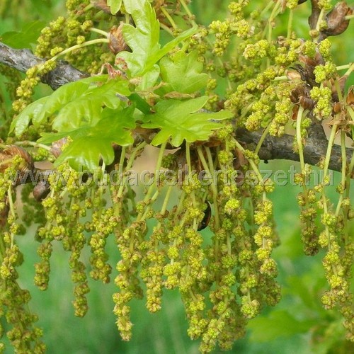 Quercus robur - Kocsányos tölgy