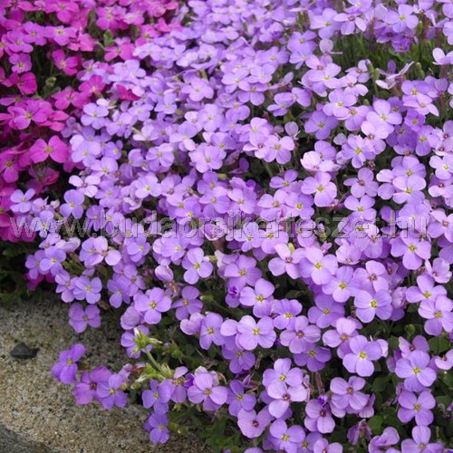 Aubrieta hibridek - Pázsitviola fajták