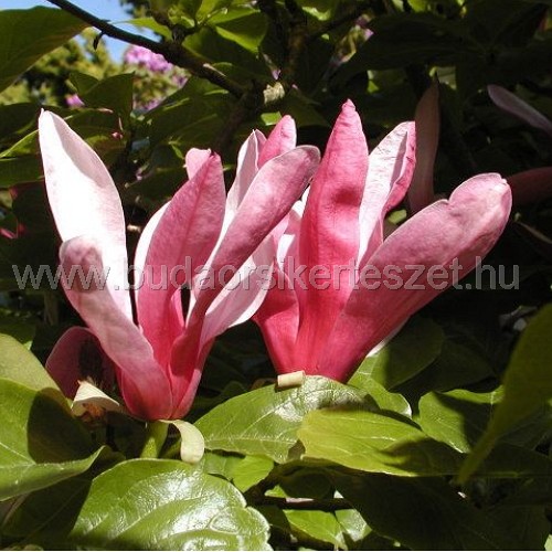 Magnolia 'Rickii' - Nagyvirágú liliomfa