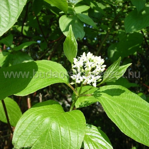 Cornus sp. - Som