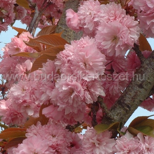 Prunus serulata 'Kanzan' - Díszcseresznye
