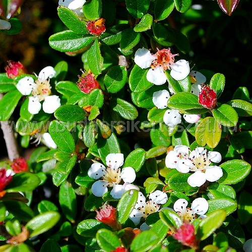 Cotoneaster dammeri 'Skogholm' - Szőnyegmadárbirs