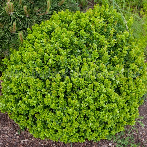 Berberis thunbergii 'Kobold' - Törpe japán vérborbolya