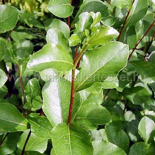 Populus simonii 'Fastigiata' - Oszlopos kínai nyár