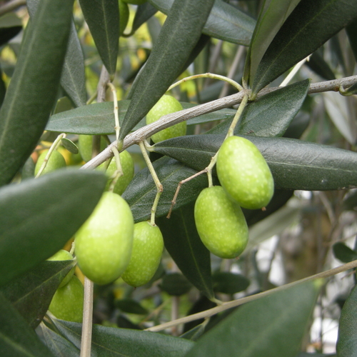 Olea europaea - Európai olajfa