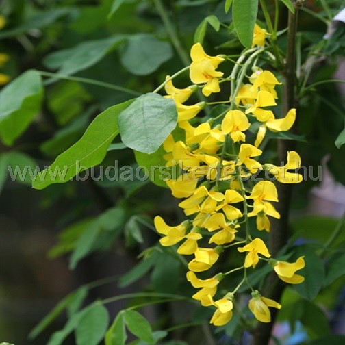 Laburnum watereri 'Wossi' - Közönséges aranyeső