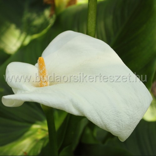 Zantedeschia aethiopica - Fehér kála