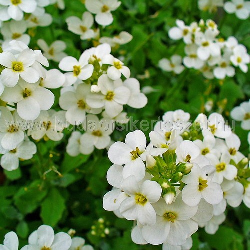 Arabis alpina subsp. caucasica - Kaukázusi ikravirág