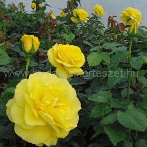 Rózsa 'Golden Delight'