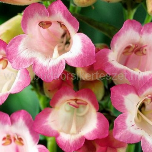 Penstemon barbatus 'Pinacolada Dark Rose Shades' - Szakállas bugatölcsér