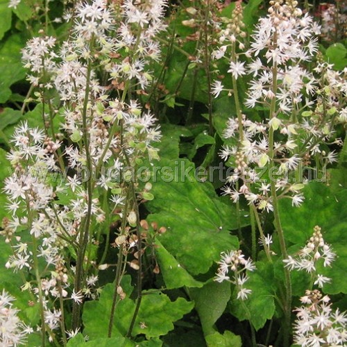 Tiarella wherryi - Karéjos turbántok