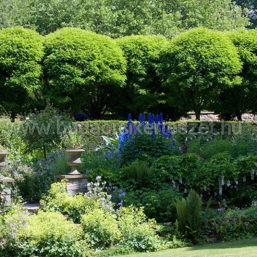 Robinia pseudoacacia 'Umbraculifera' - Gömbakác