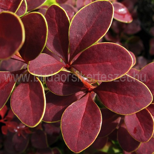 Berberis thunbergii 'Golden Ring' - Vérborbolya -arany szegéllyel