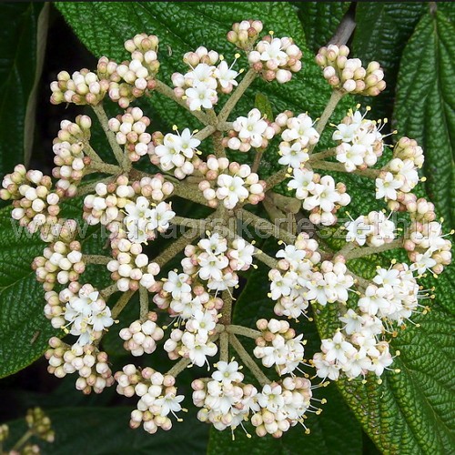 Viburnum rhytidophyllum - Bangita